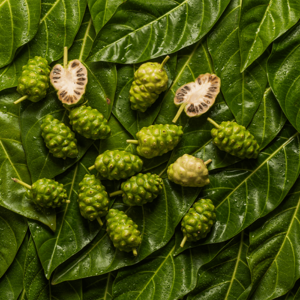 Noni Fruit and Noni Leaves cover image